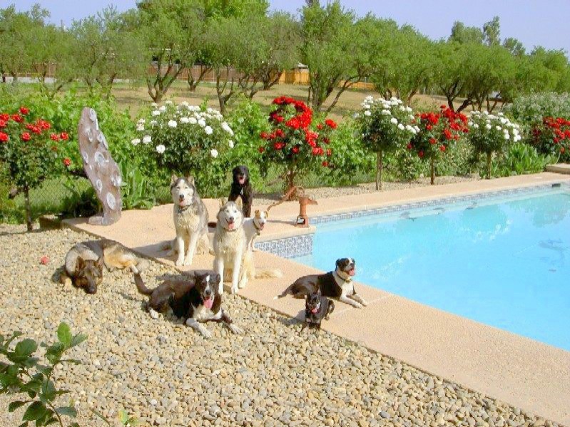 Eight dogs on "Stay"-image.