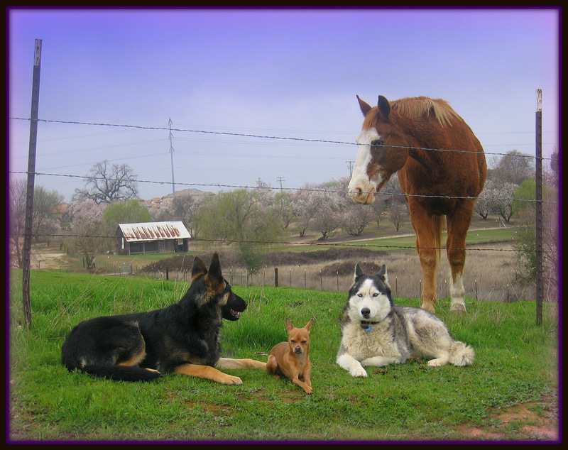Roseville,Rocklin,Citrus Heights German Shepherd Trainers and Training-image.