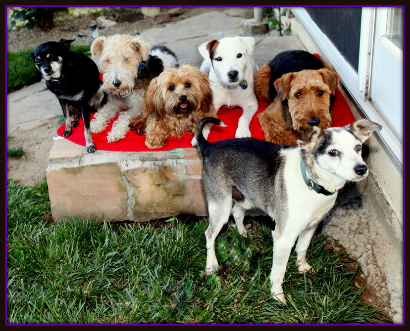 small dogs being trained-image.