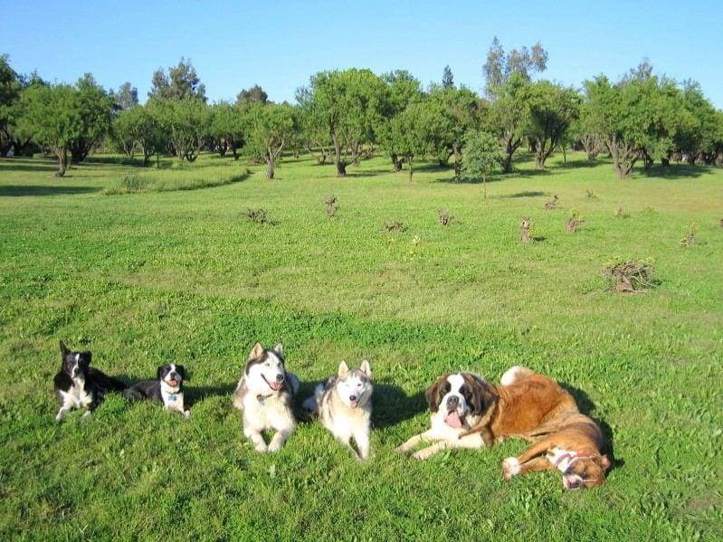Dog Training Sacramento Dog Training Sacramento