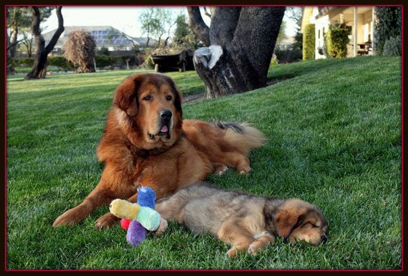 Beautiful Tibetan Mastiff image